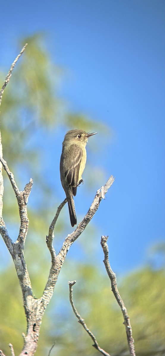 Cuban Pewee - ML645794356