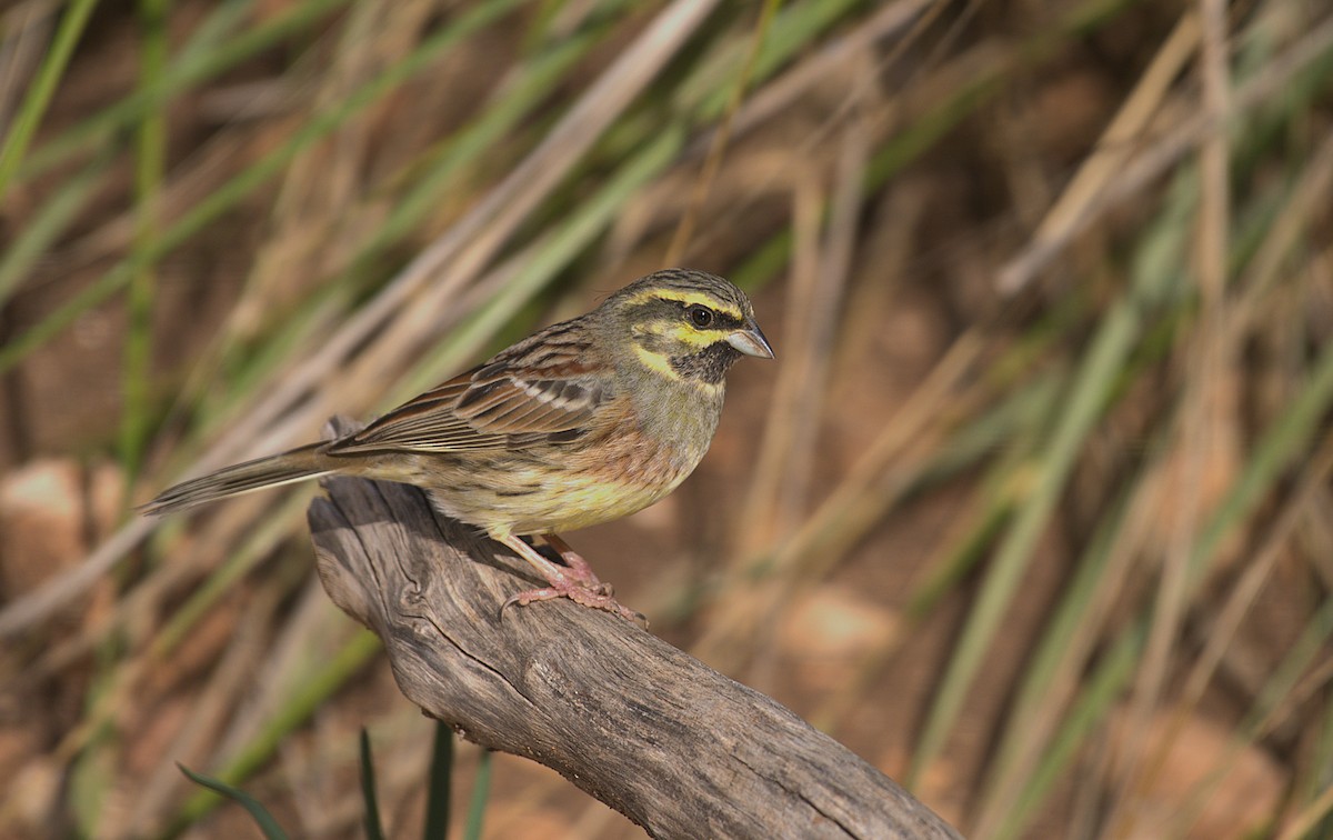 Cirl Bunting - ML645794365