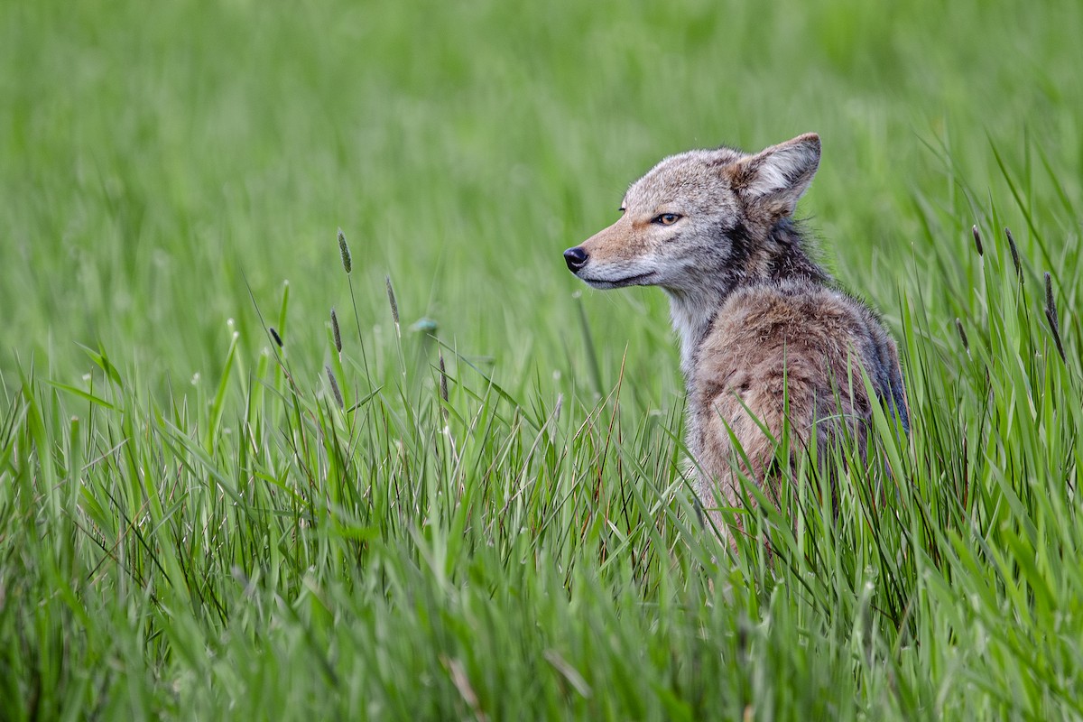 郊狼 - ML645794367