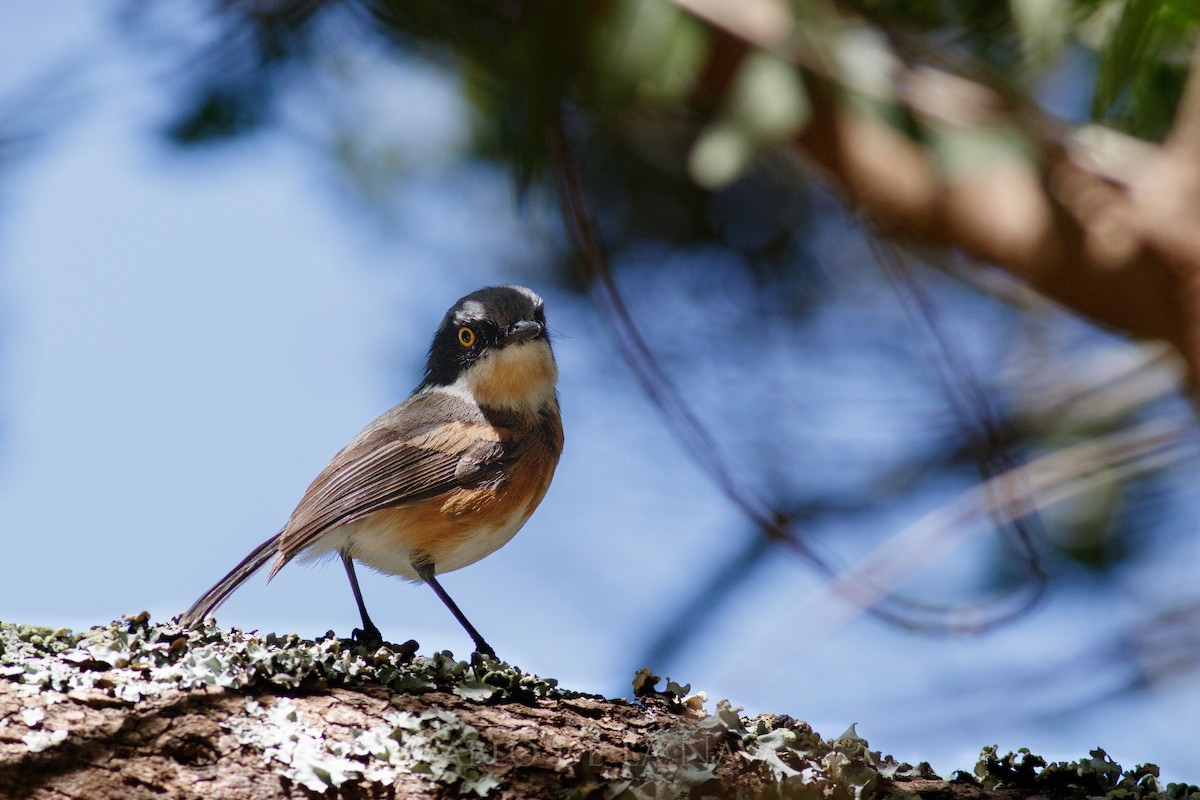 Kapschnäpper - ML645794372