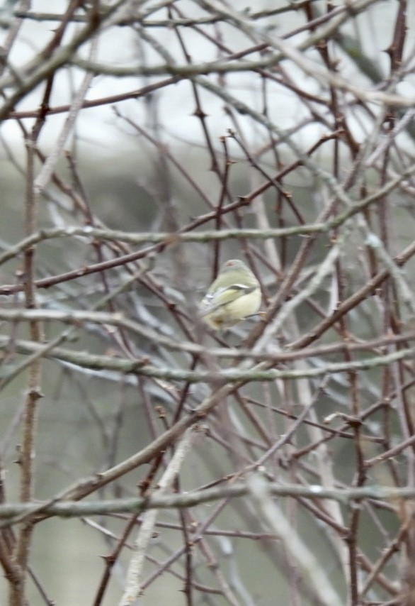Ruby-crowned Kinglet - ML645794373