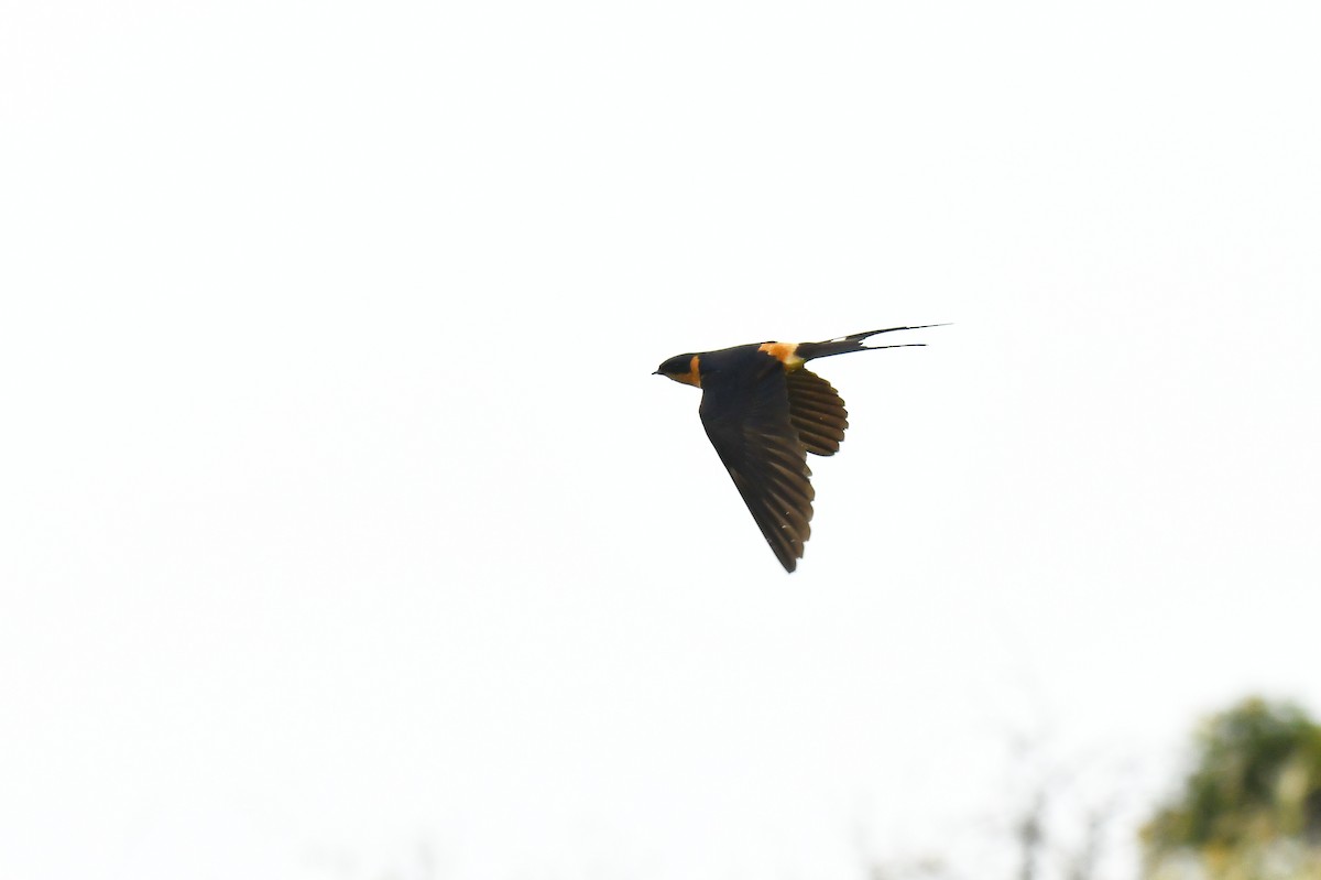 Rufous-chested Swallow - ML645794377