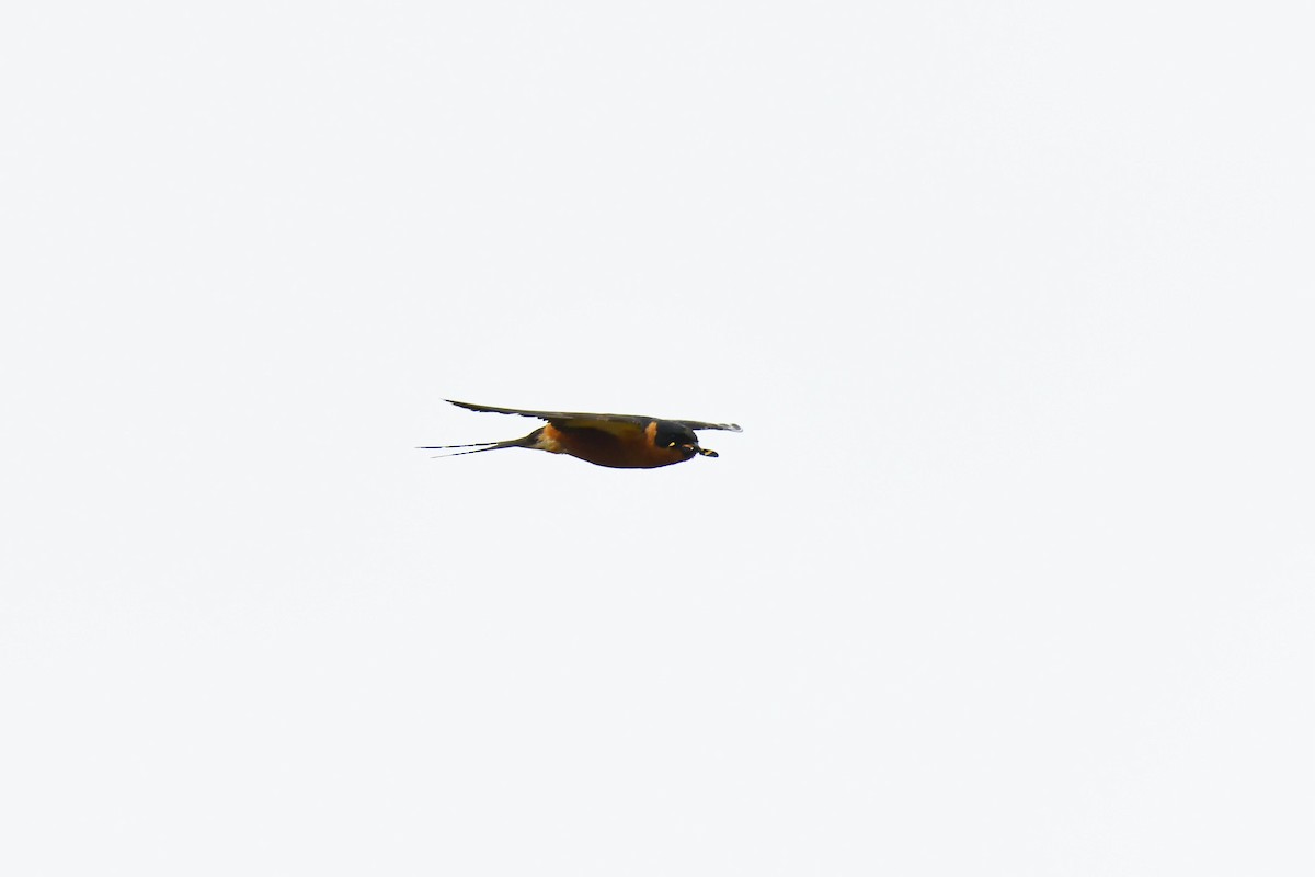 Rufous-chested Swallow - ML645794379