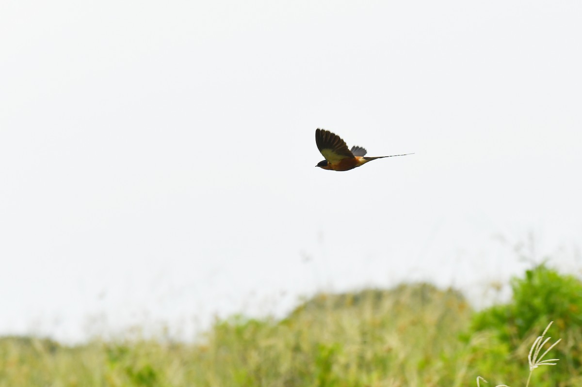 Rufous-chested Swallow - ML645794380