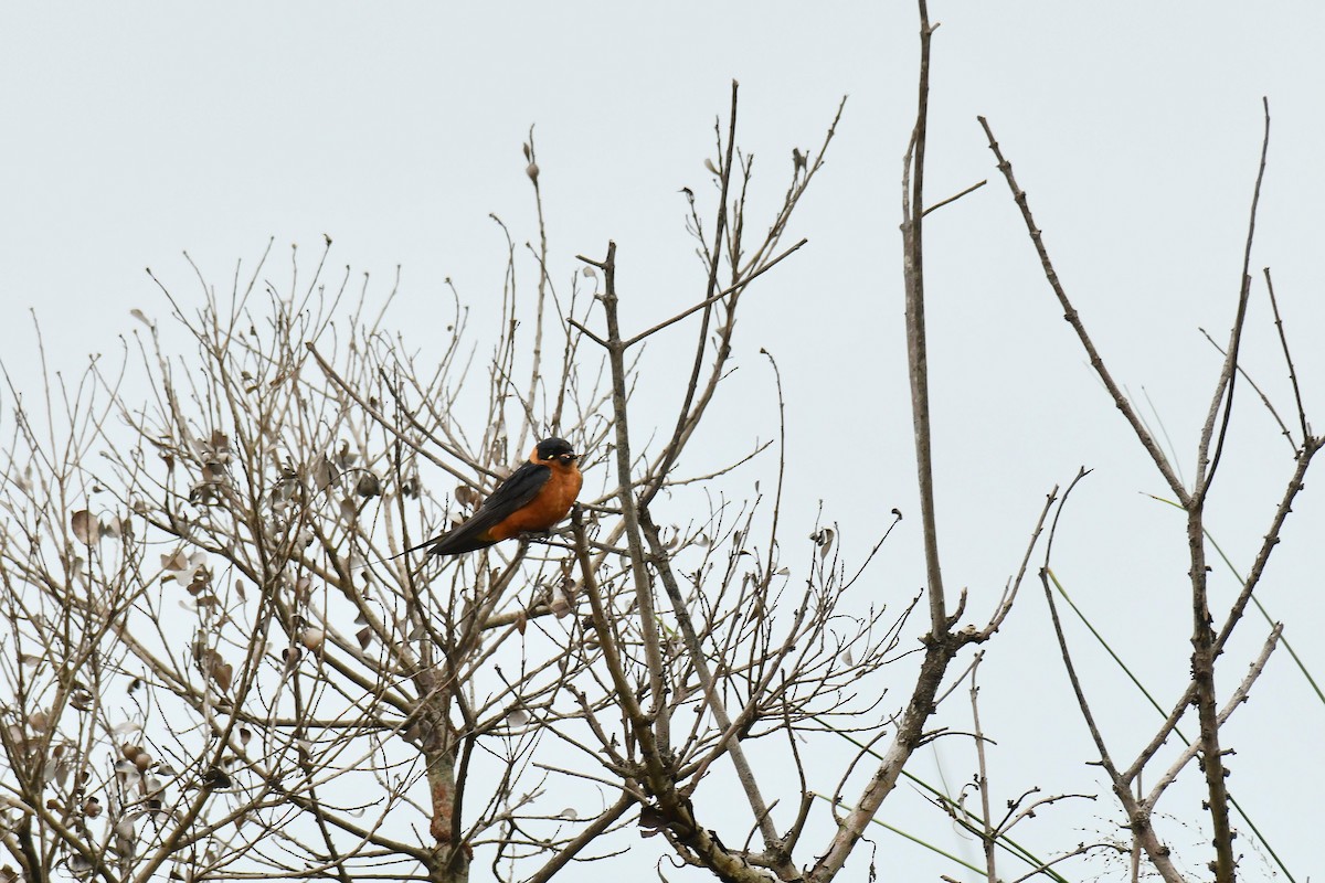 Rufous-chested Swallow - ML645794381