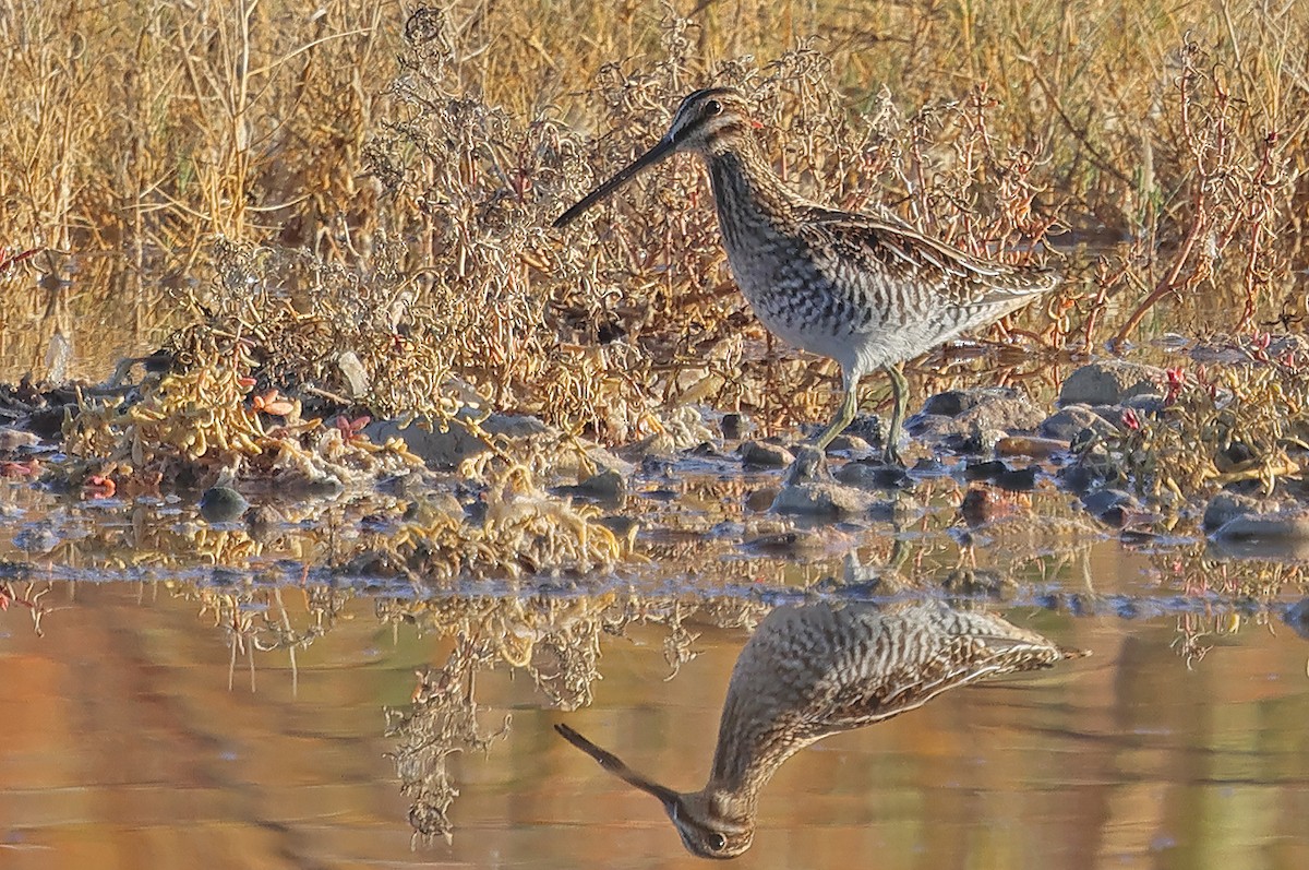 Wilson's Snipe - ML645794382