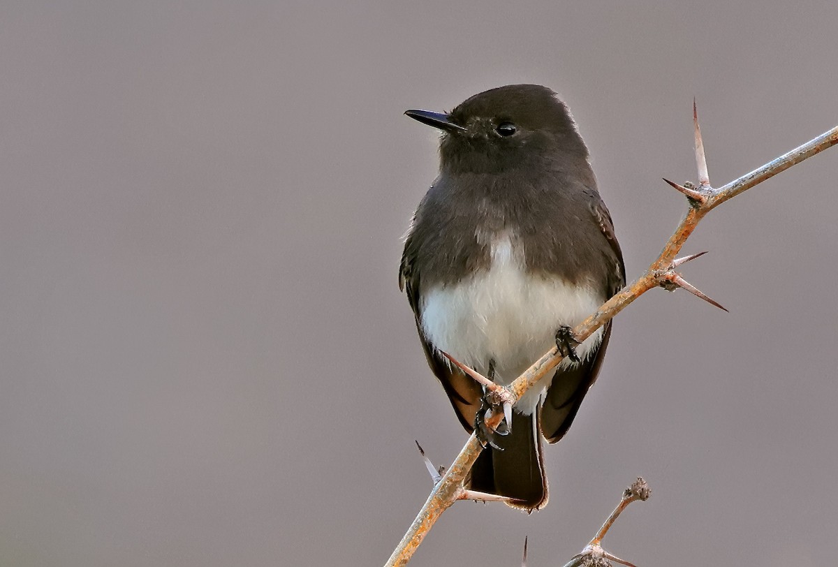 Black Phoebe - ML645794415