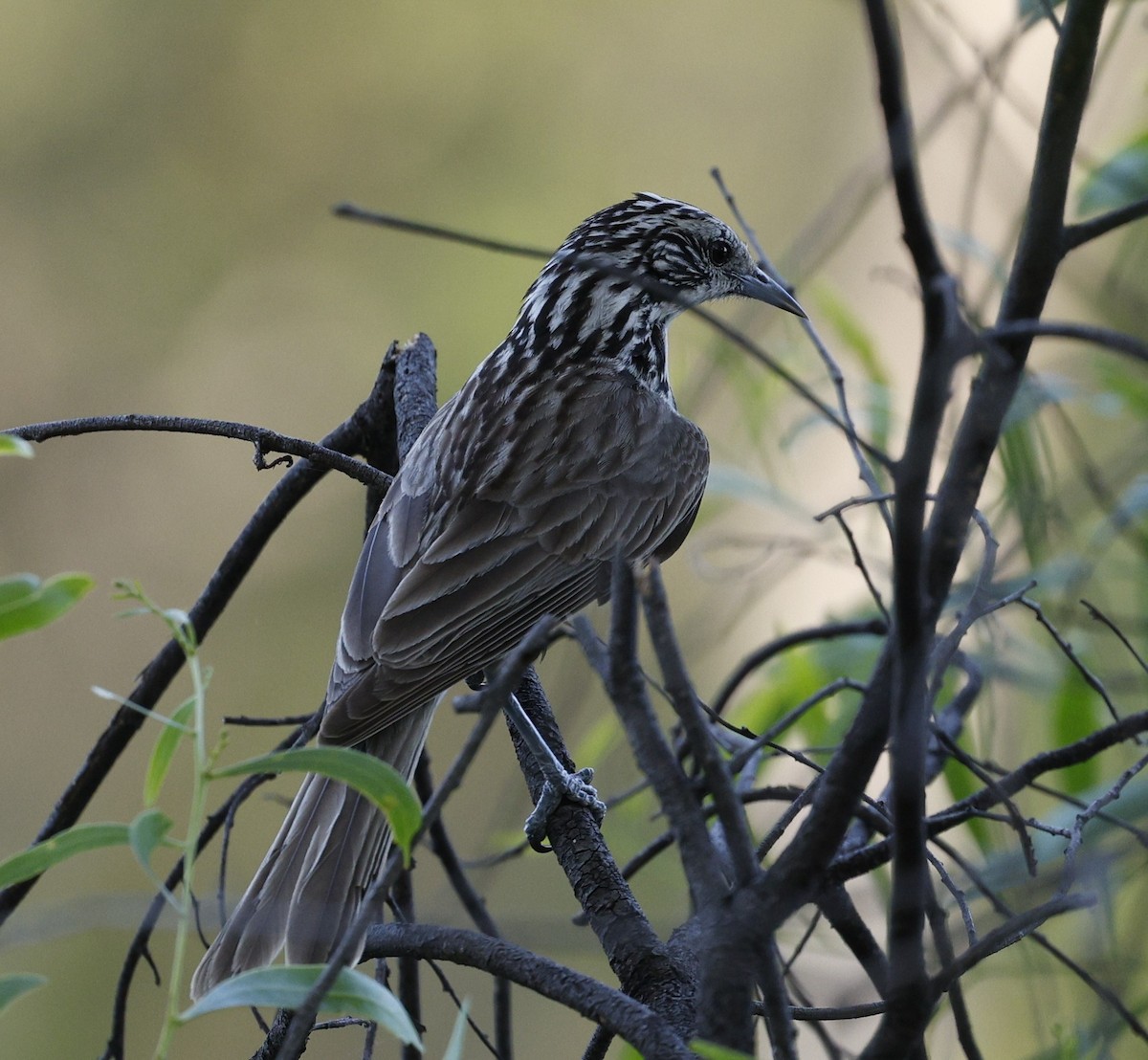 Striped Honeyeater - ML645794421