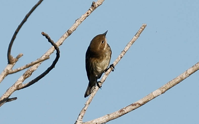 Yellow-rumped Warbler - ML645794429
