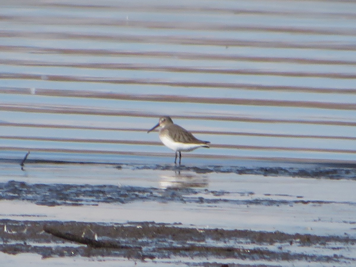 Dunlin - ML645794430