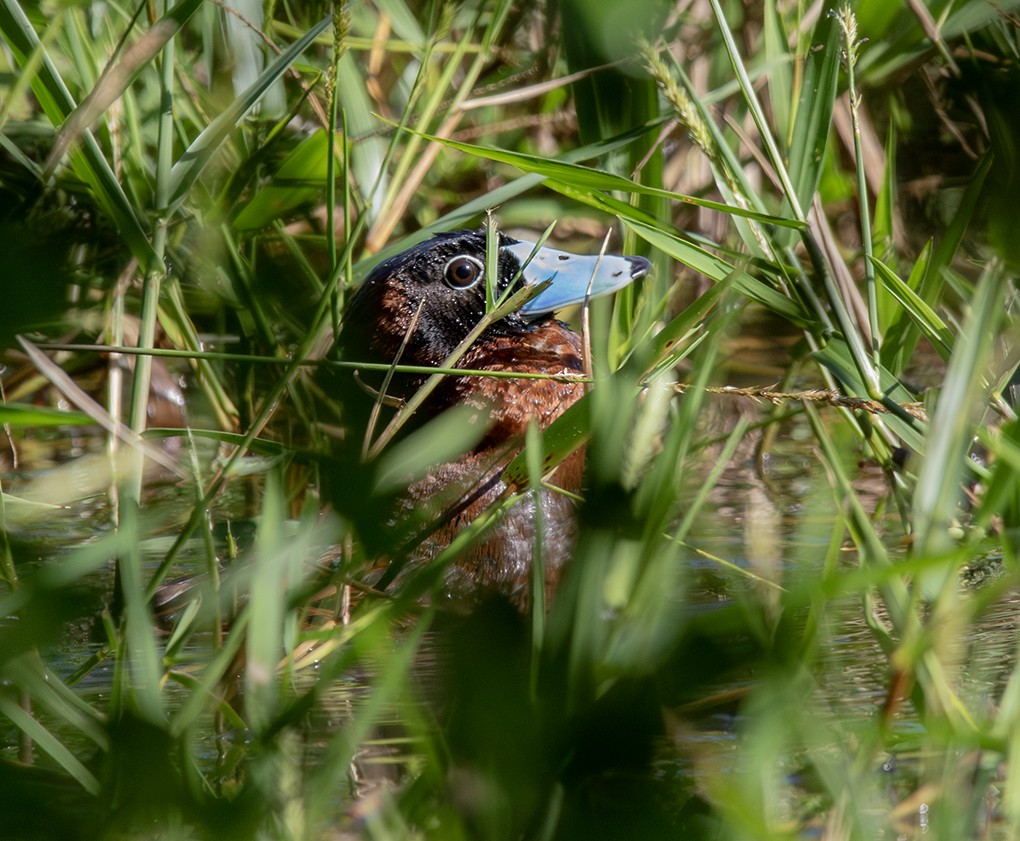 Савка маскова - ML645794439