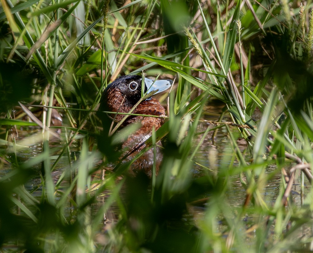 Савка маскова - ML645794440