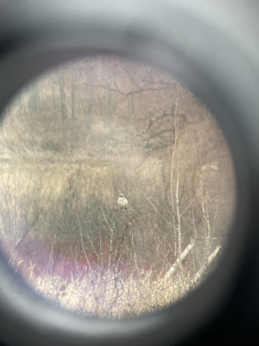 Northern Shrike - ML645794444