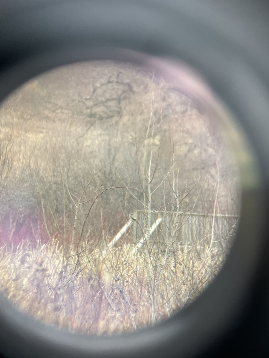 Northern Shrike - ML645794445