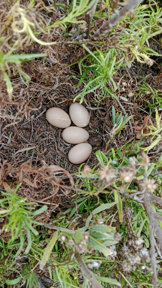 Cinnamon Teal - ML645794446