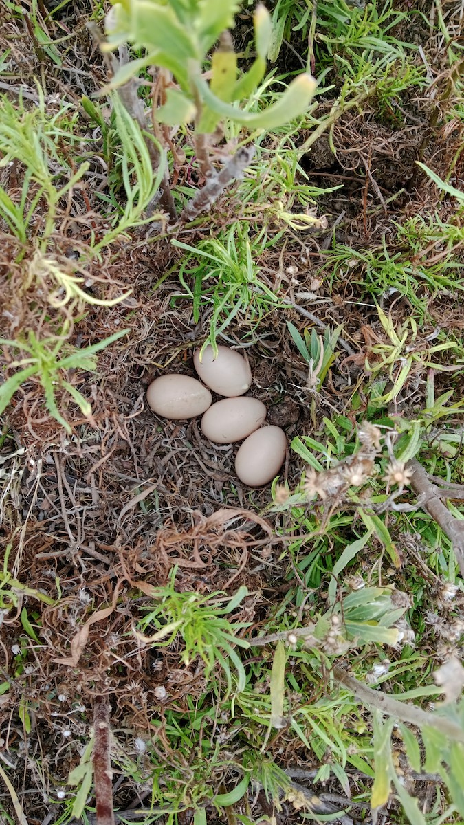 Cinnamon Teal - ML645794447