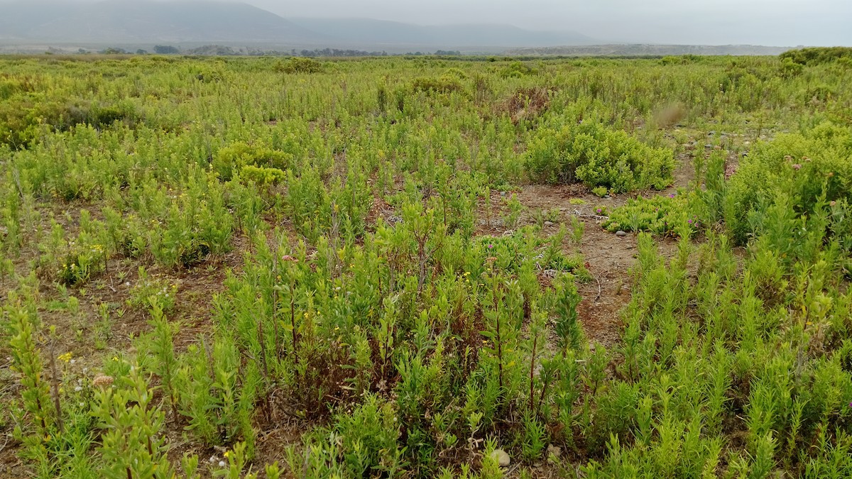 Cinnamon Teal - ML645794448