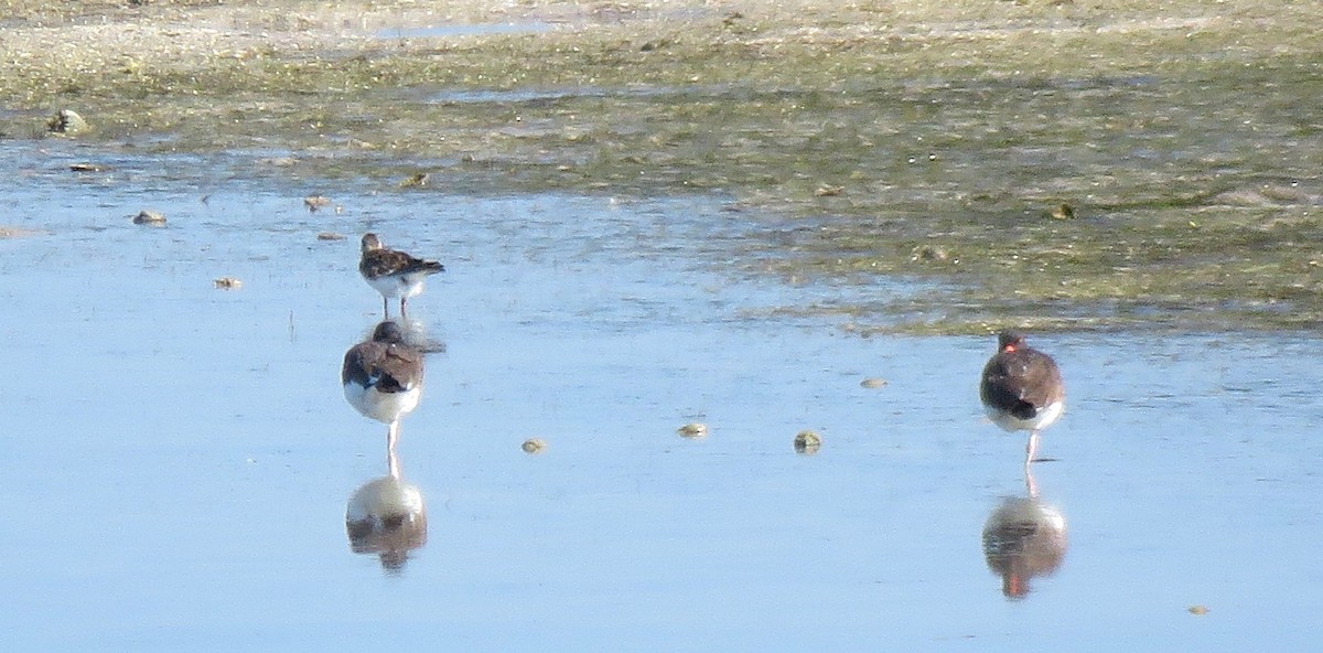 American Oystercatcher - ML645794451