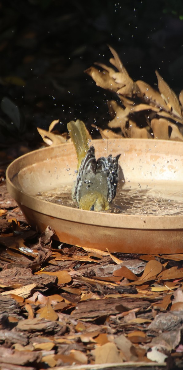 Балтиморский трупиал - ML645794453