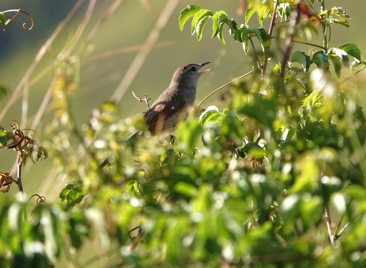 Pale-tailed Canastero (Pale-tailed) - ML645794455