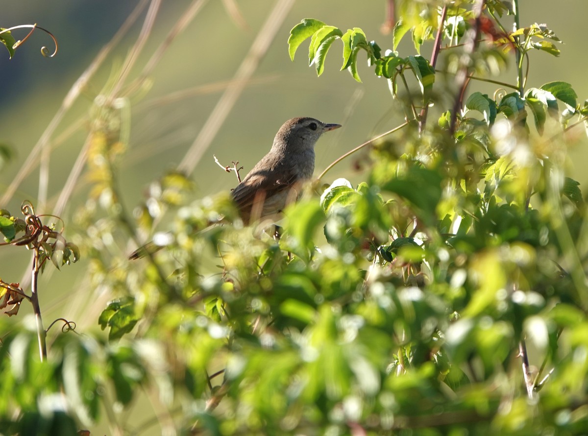 Pale-tailed Canastero (Pale-tailed) - ML645794456