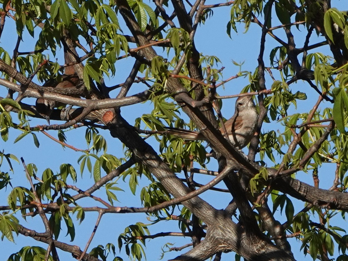 Pale-tailed Canastero (Pale-tailed) - ML645794462
