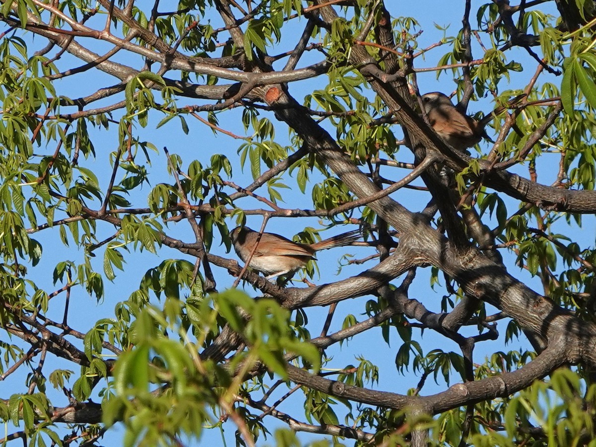 Pale-tailed Canastero (Pale-tailed) - ML645794463