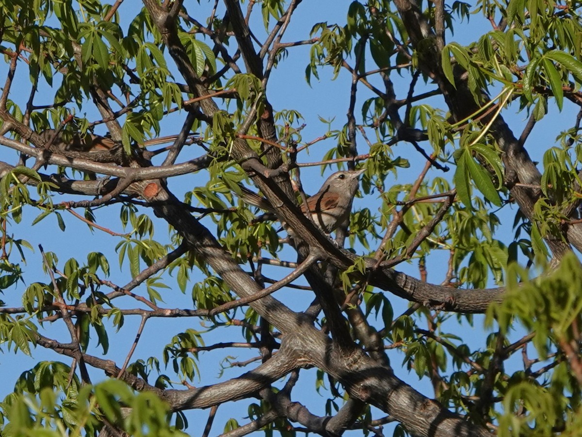 Pale-tailed Canastero (Pale-tailed) - ML645794464