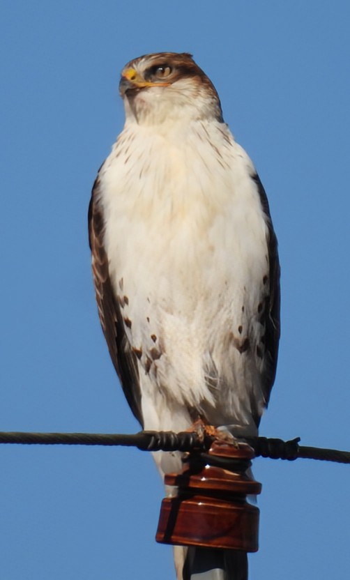 kongevåk - ML645794484