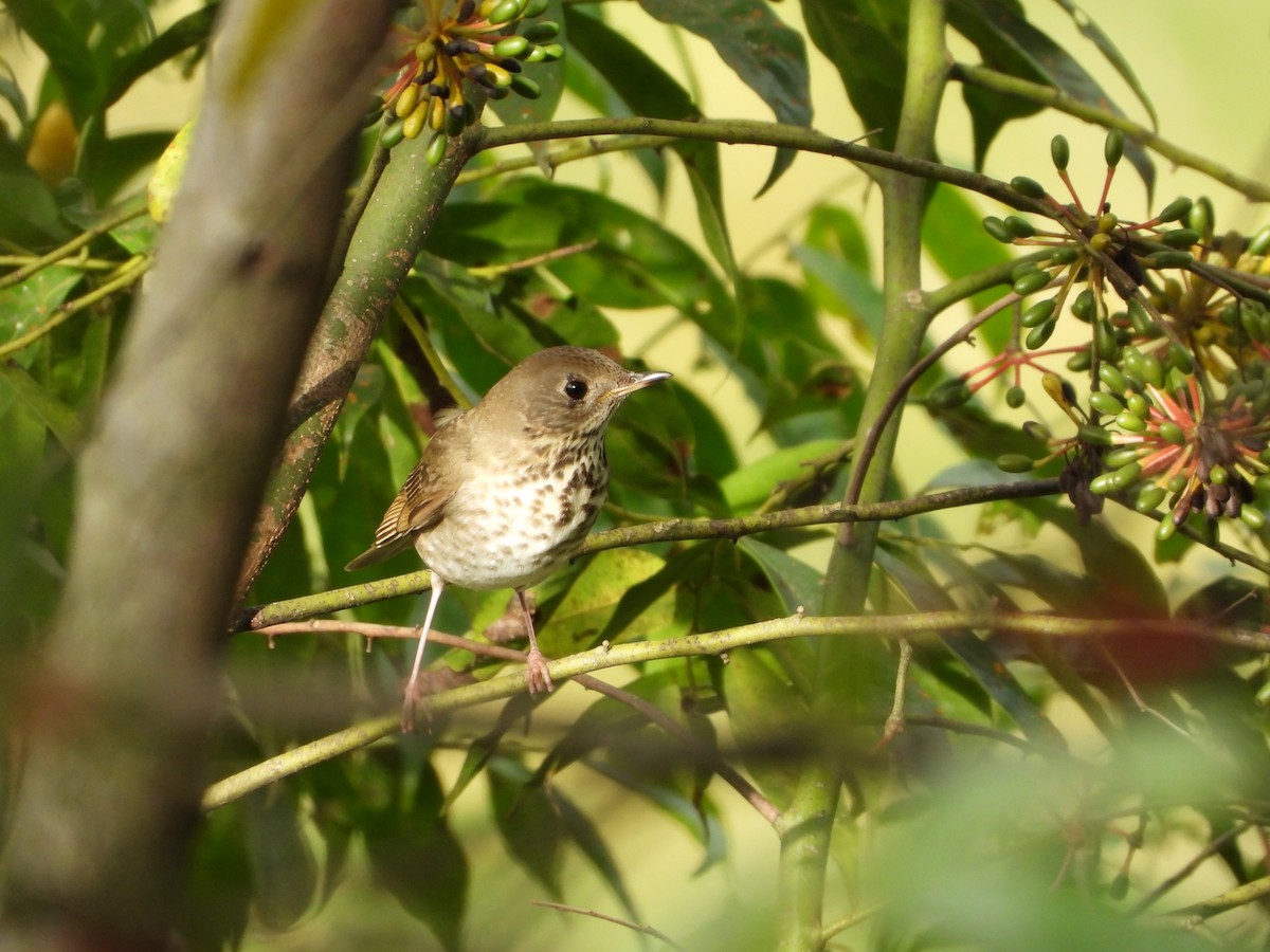 Grauwangen-Musendrossel - ML645794487