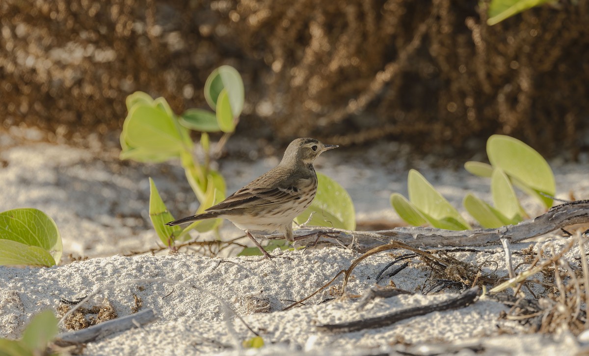 American Pipit - ML645794489