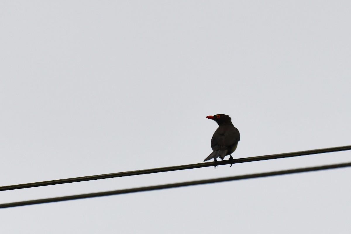 rødnebboksehakker - ML645794491