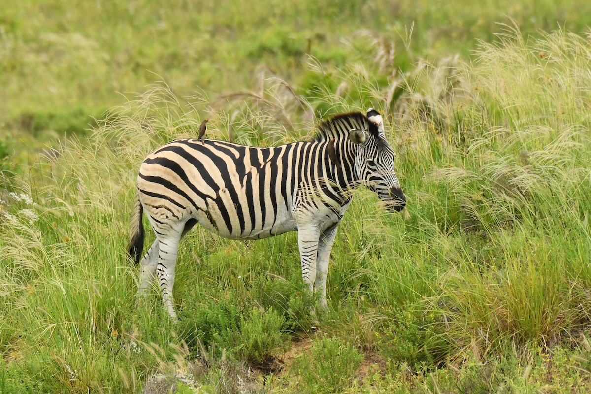 rødnebboksehakker - ML645794492