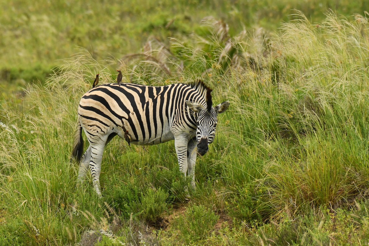 rødnebboksehakker - ML645794493