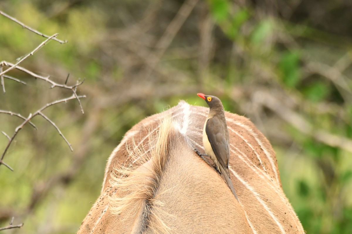 rødnebboksehakker - ML645794494