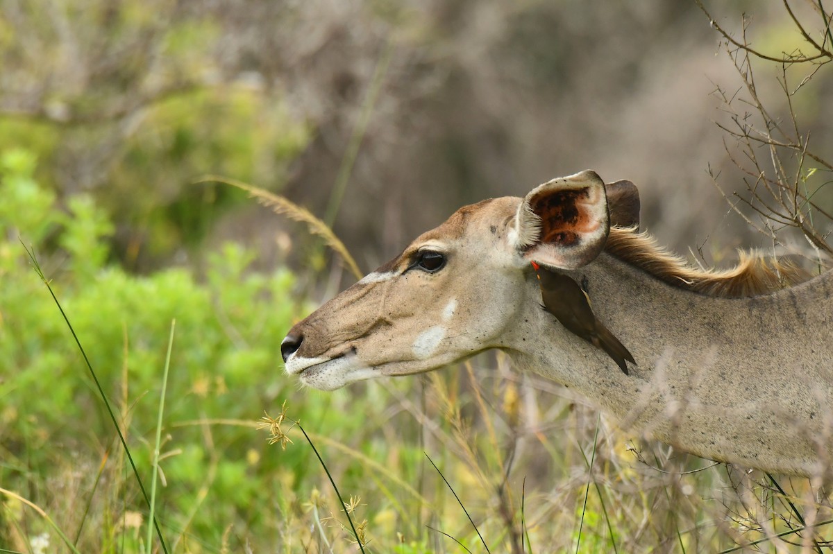 rødnebboksehakker - ML645794495