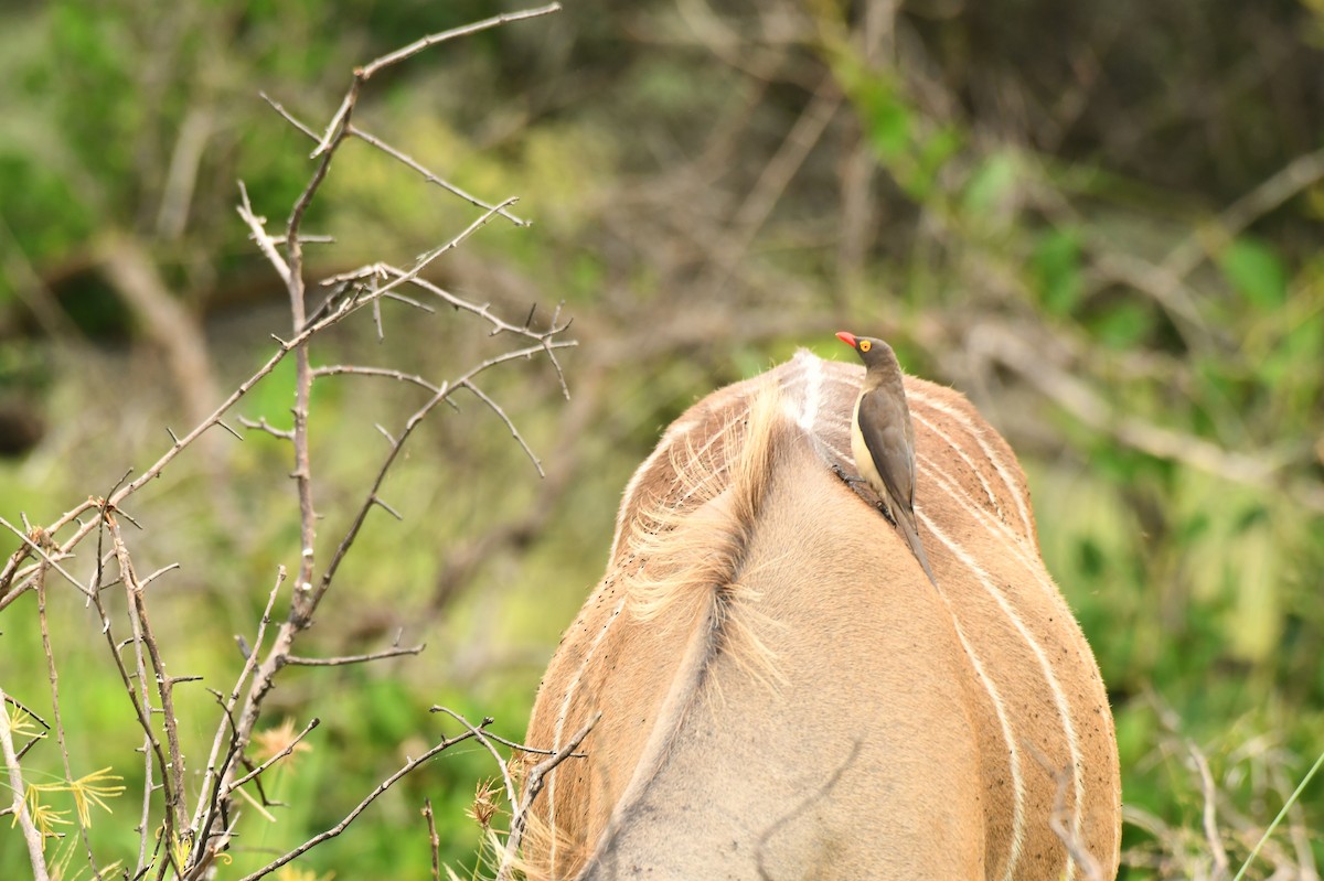 rødnebboksehakker - ML645794496