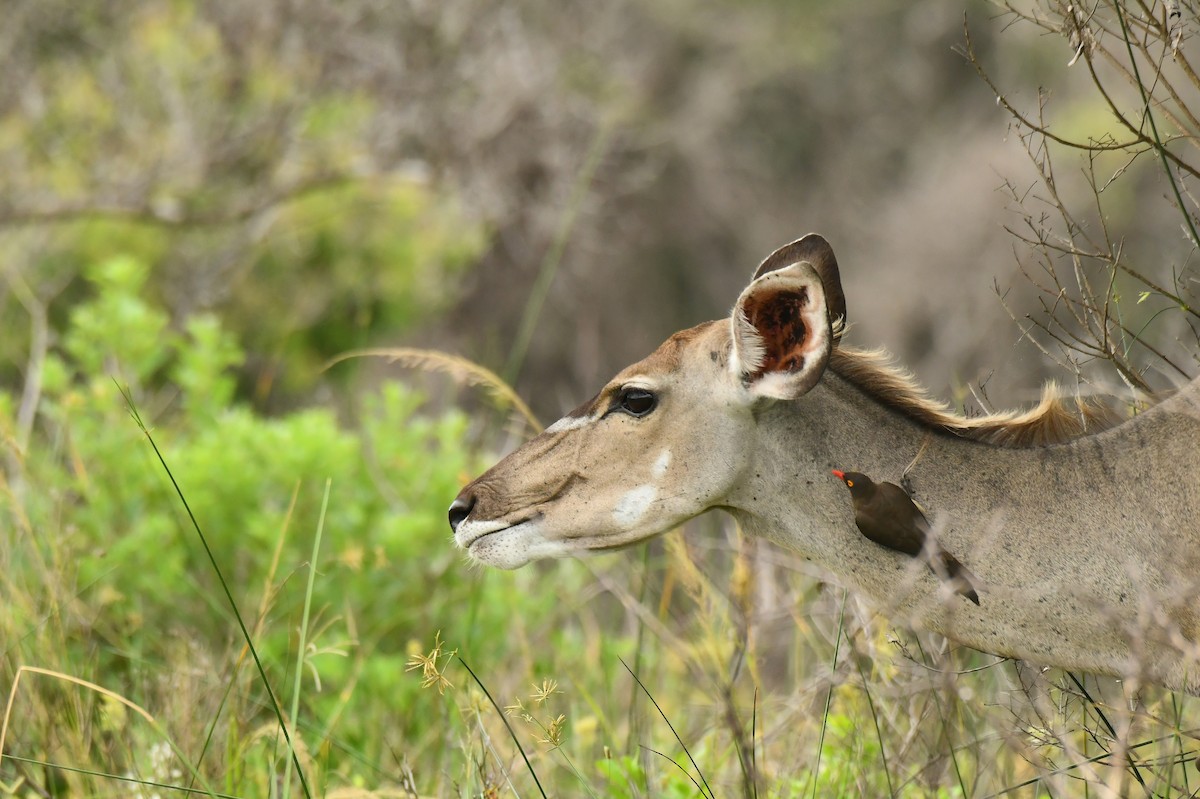 rødnebboksehakker - ML645794497