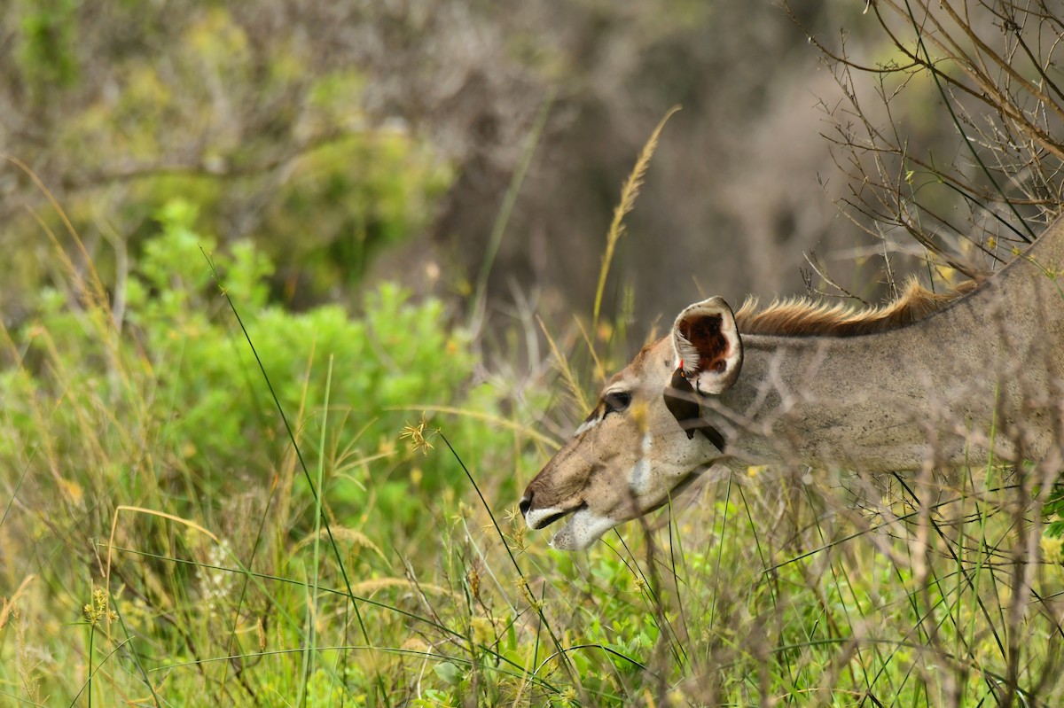 rødnebboksehakker - ML645794498