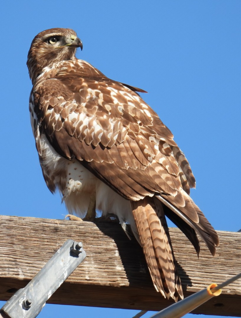 Poiana codarossa - ML645794499