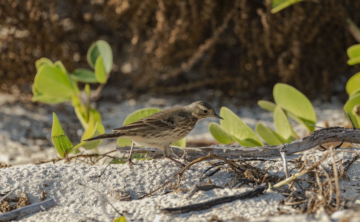 American Pipit - ML645794503
