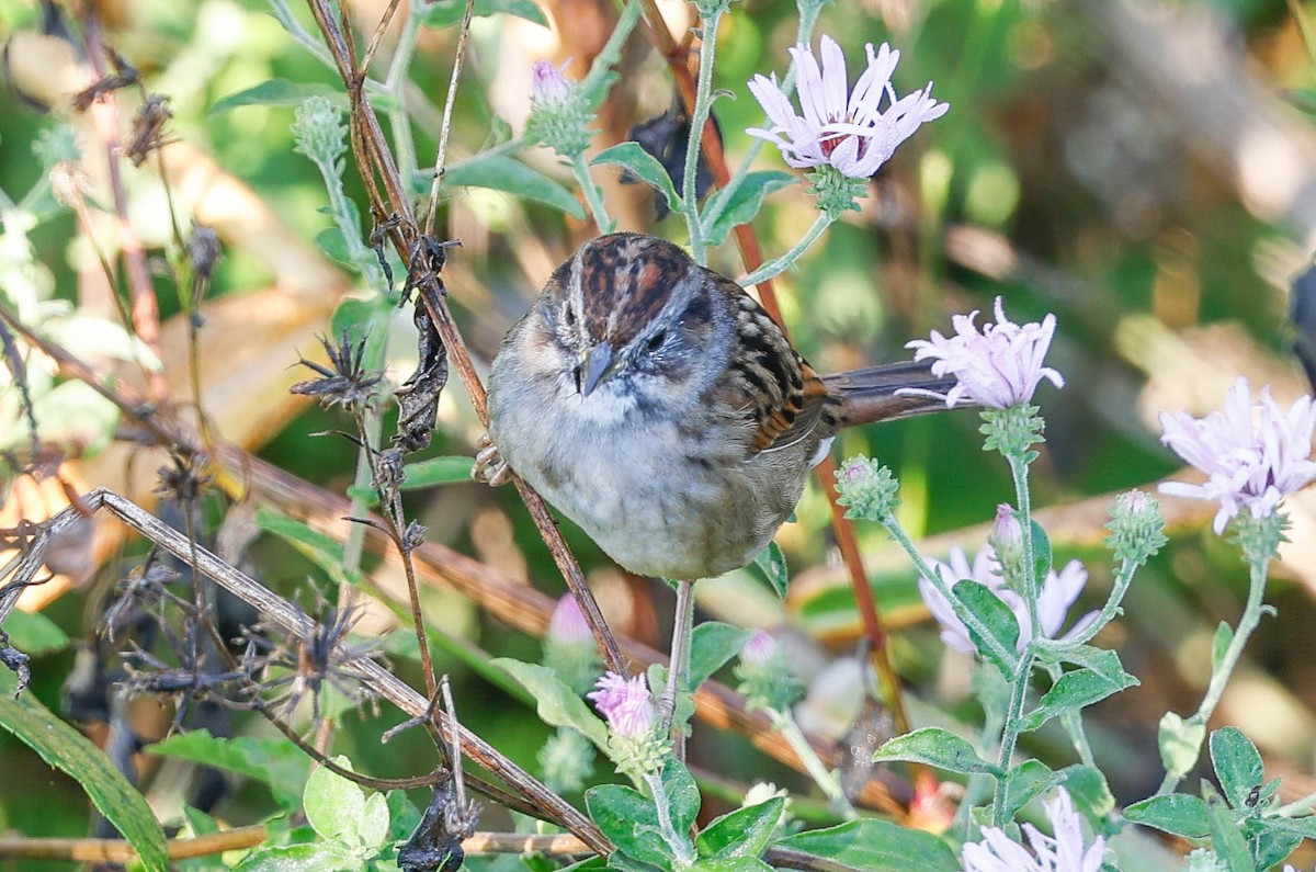 Swamp Sparrow - ML645794504