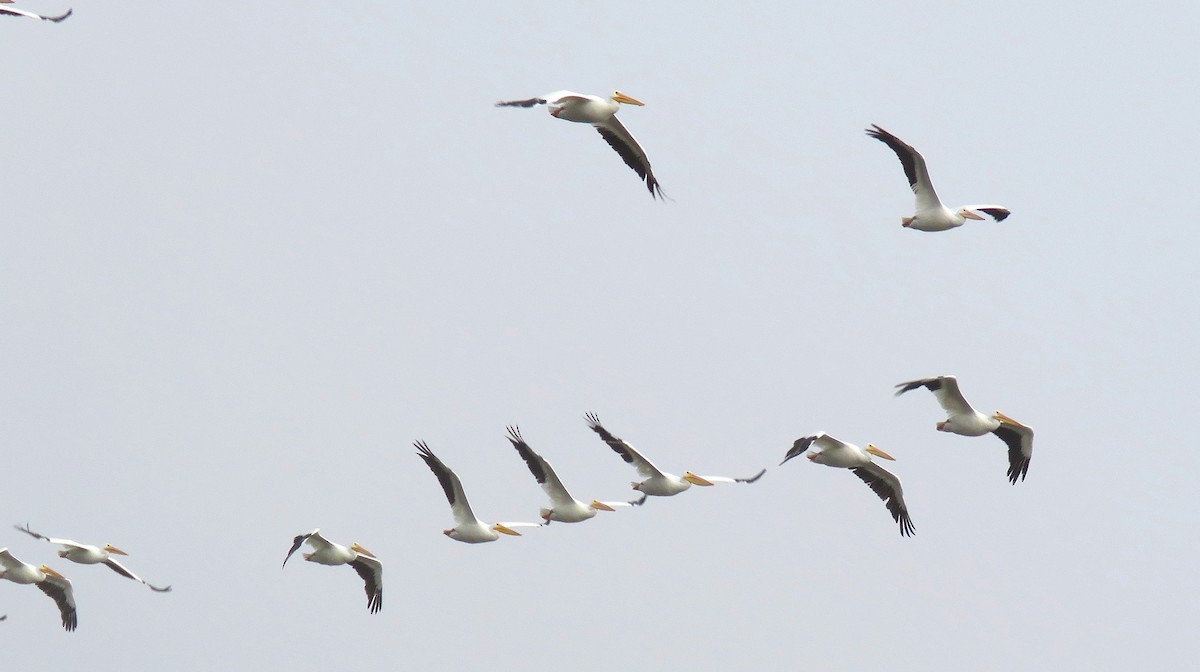 American White Pelican - ML645794510