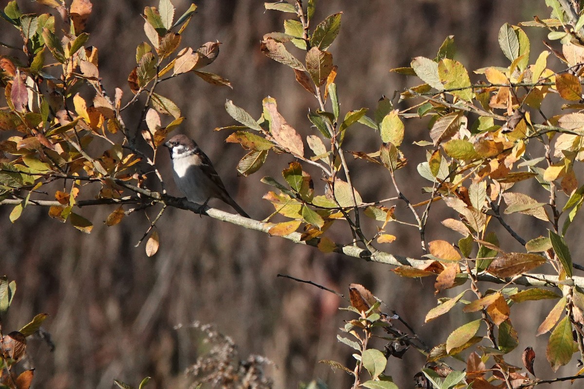 Ağaç Serçesi - ML645794516