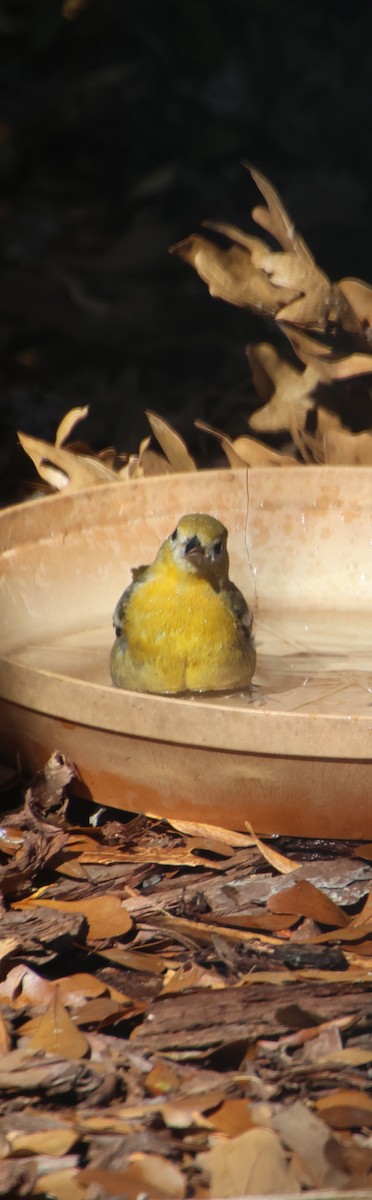 Балтиморский трупиал - ML645794519