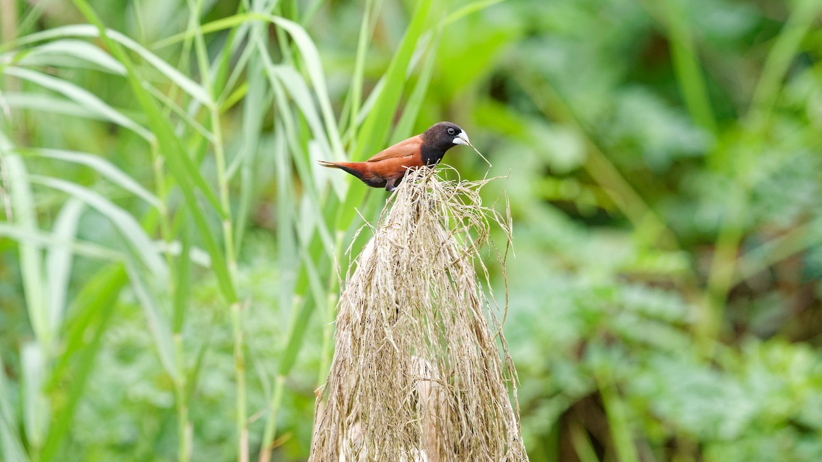 Capucin à tête noire - ML645794521