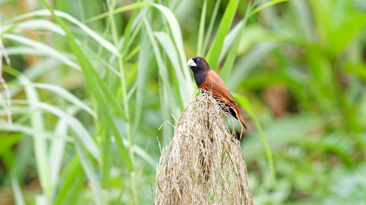 Capucin à tête noire - ML645794522