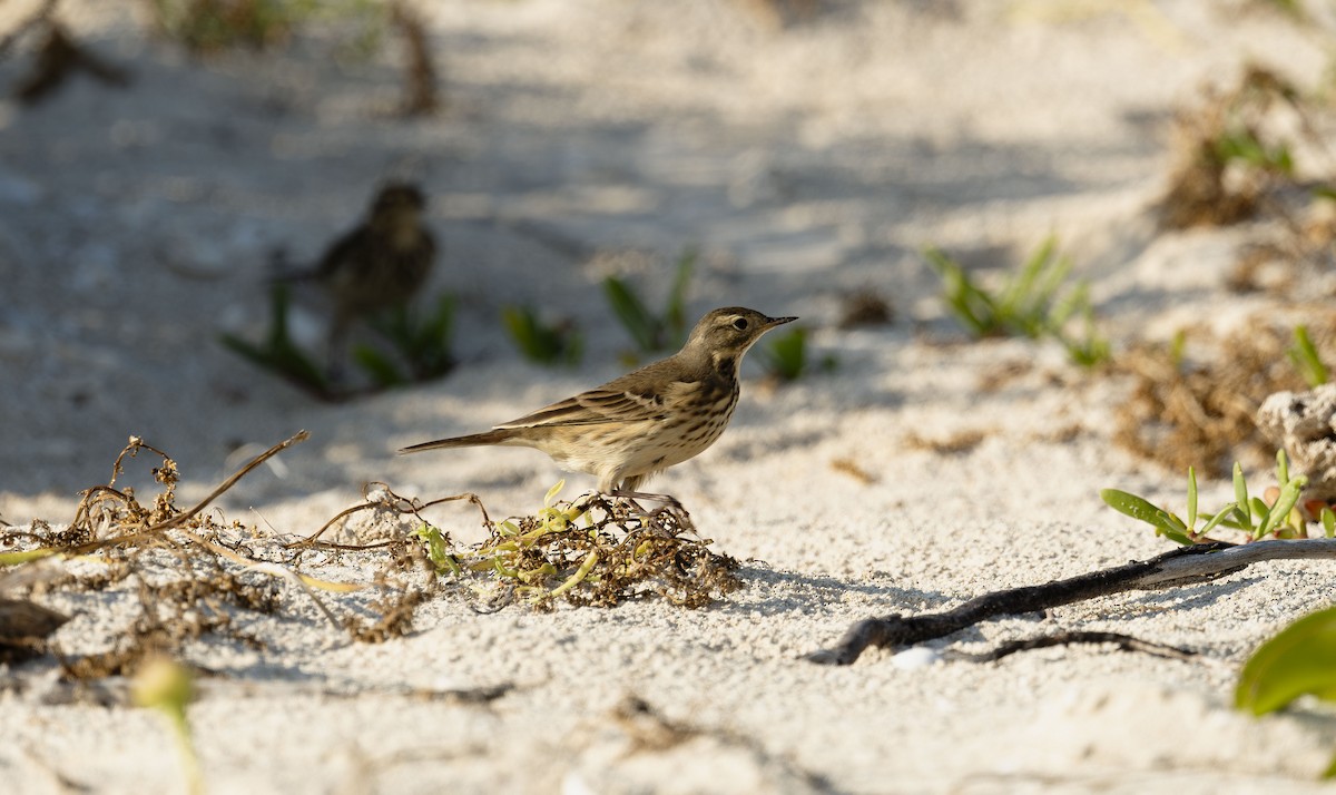 American Pipit - ML645794523