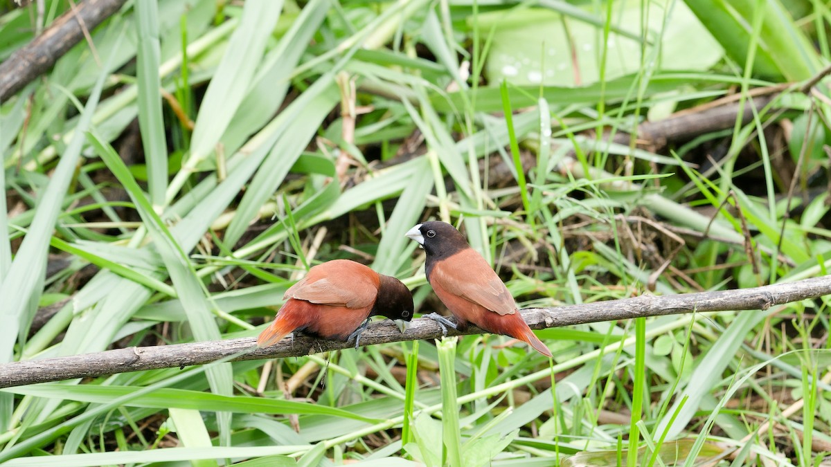 Capucin à tête noire - ML645794524