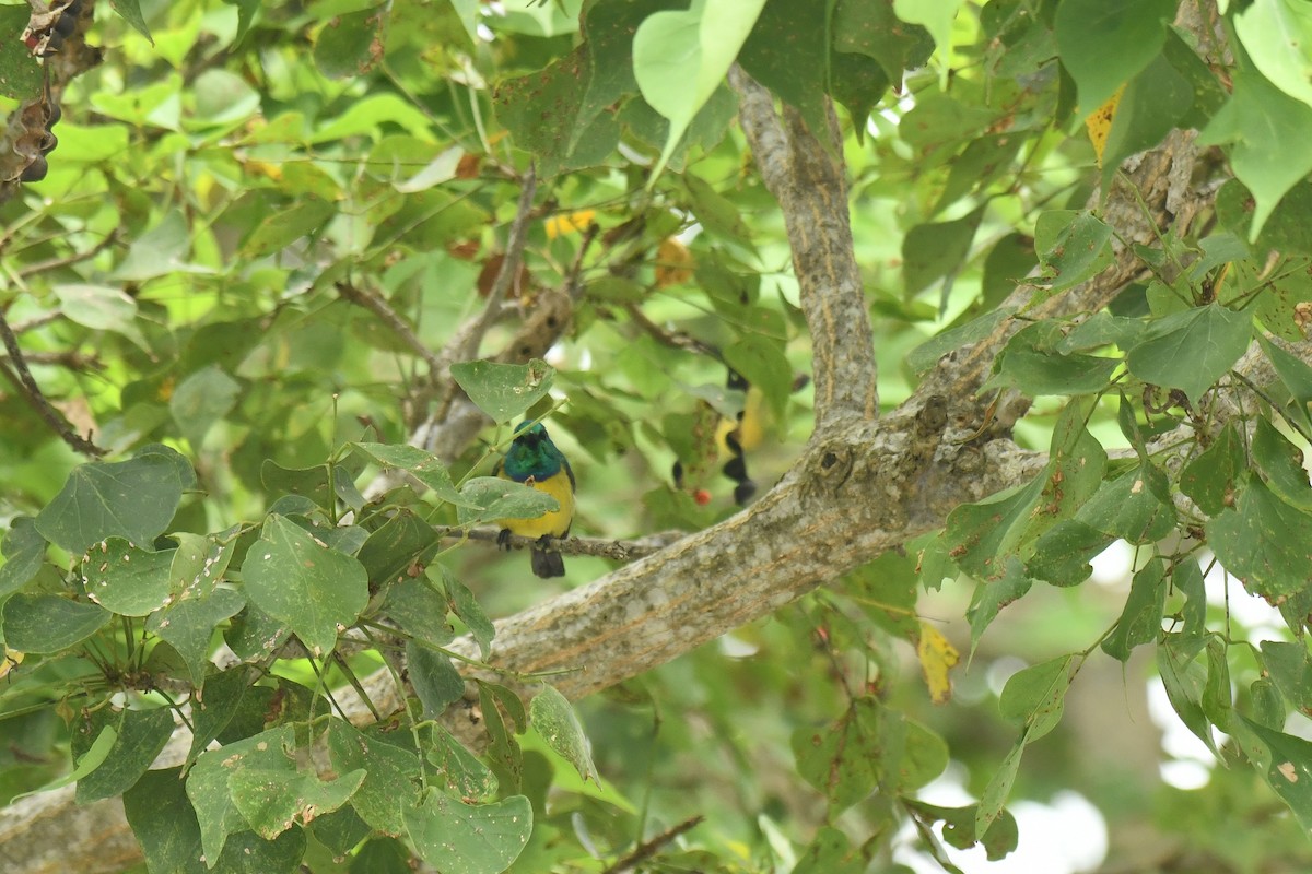 Souimanga à collier - ML645794525